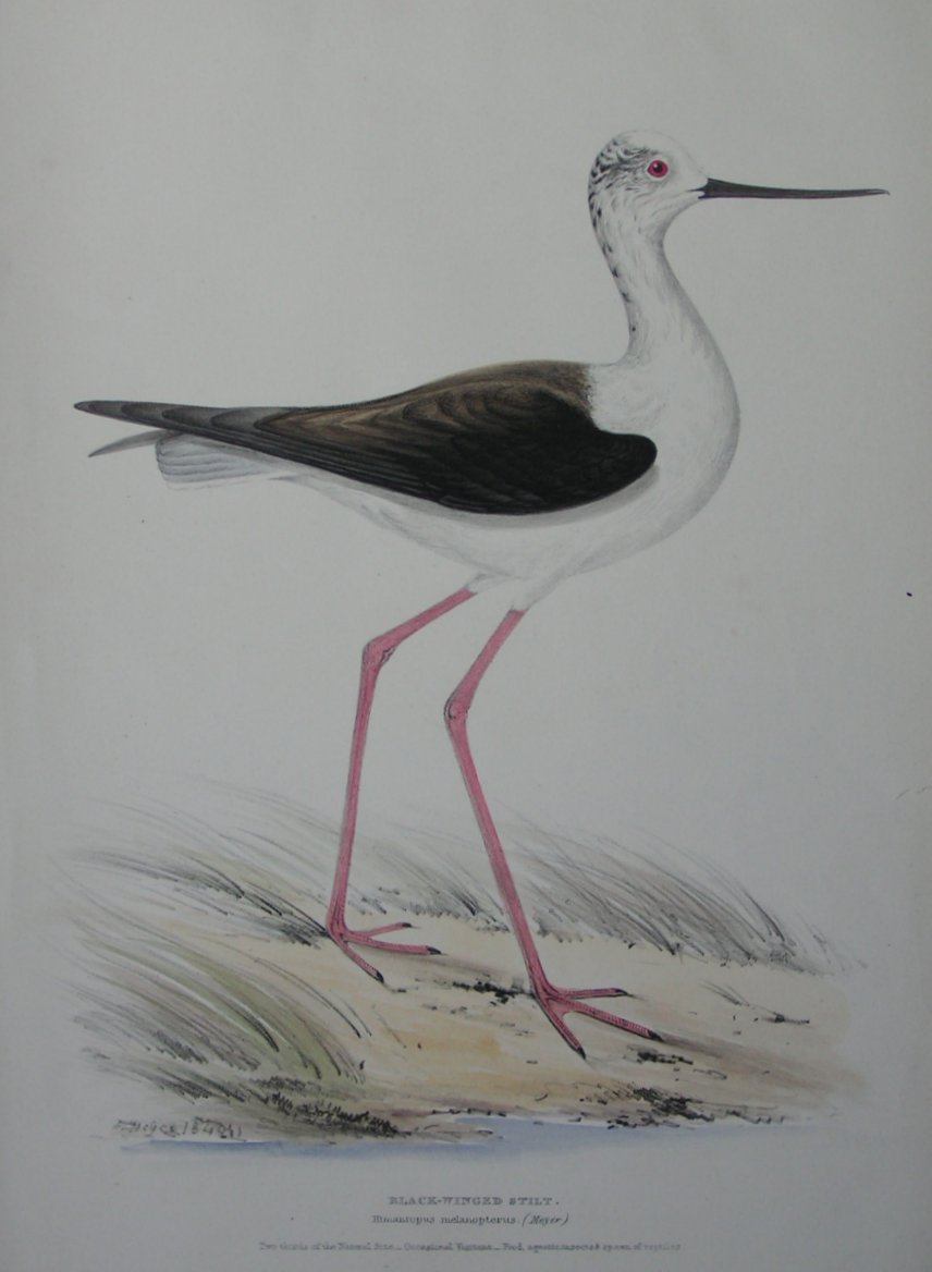 Lithograph - Black-Winged Stilt.Himantopus melanopterus. (Meyer) - Meyer